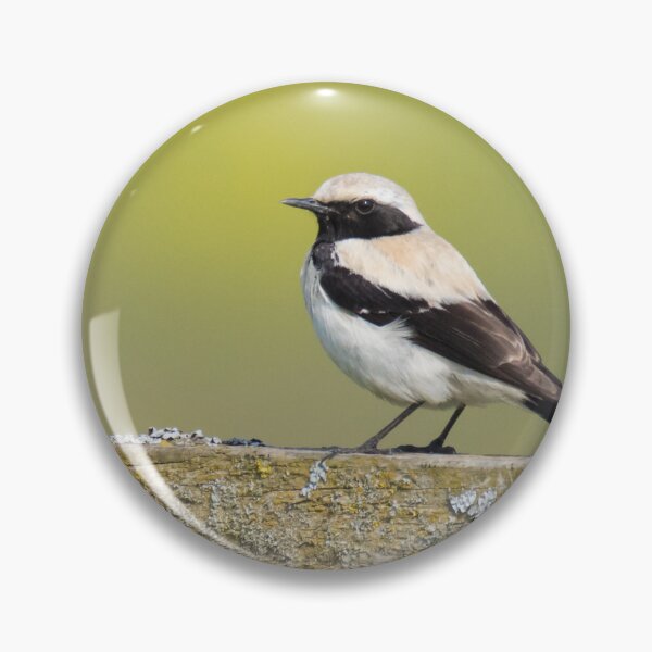 Item preview, Desert Wheatear designed and sold by LaurenTucker.