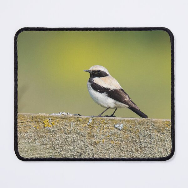 Item preview, Desert Wheatear designed and sold by LaurenTucker.