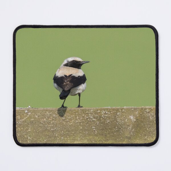 Item preview, Desert Wheatear designed and sold by LaurenTucker.