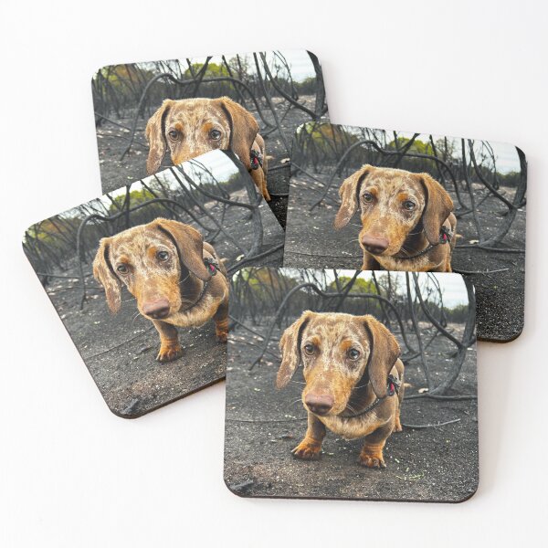 Item preview, Hope in the Ash – Resilient Dog Photography Print designed and sold by lowlightedit.