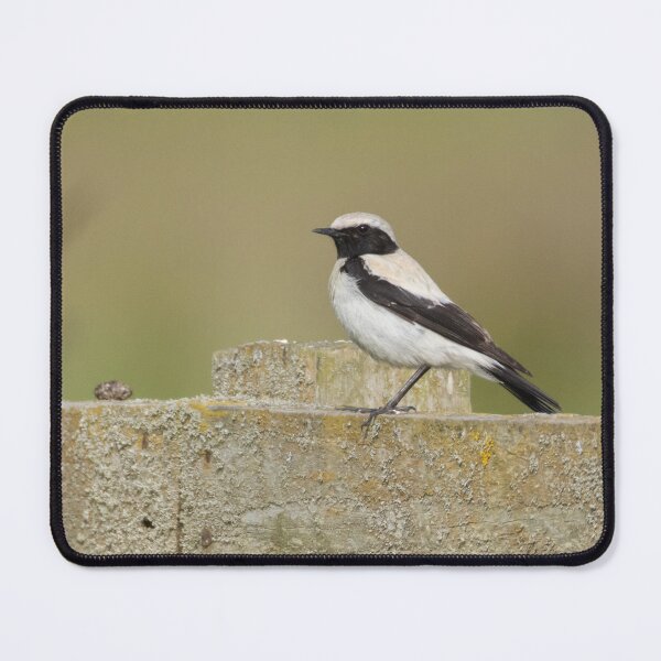 Item preview, Desert Wheatear designed and sold by LaurenTucker.