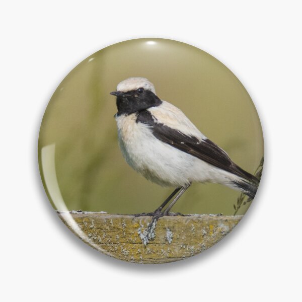Item preview, Desert Wheatear designed and sold by LaurenTucker.