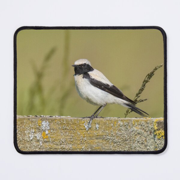 Item preview, Desert Wheatear designed and sold by LaurenTucker.