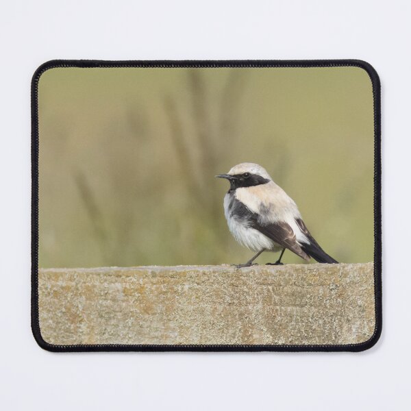 Item preview, Desert Wheatear designed and sold by LaurenTucker.