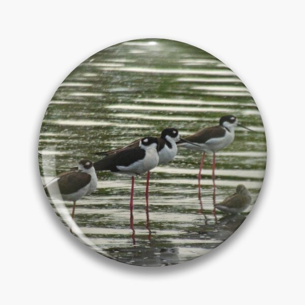 Item preview, Black Necked Stilts Panorama designed and sold by LisaWootenPhoto.