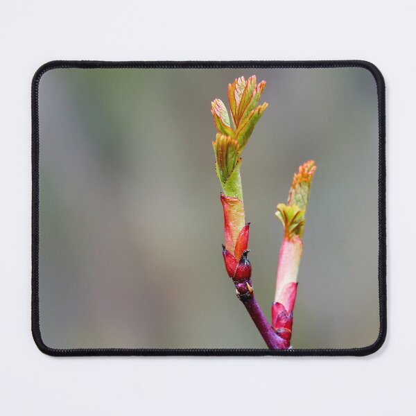 Item preview, Beauty of Thorns designed and sold by beatbieri.ch.