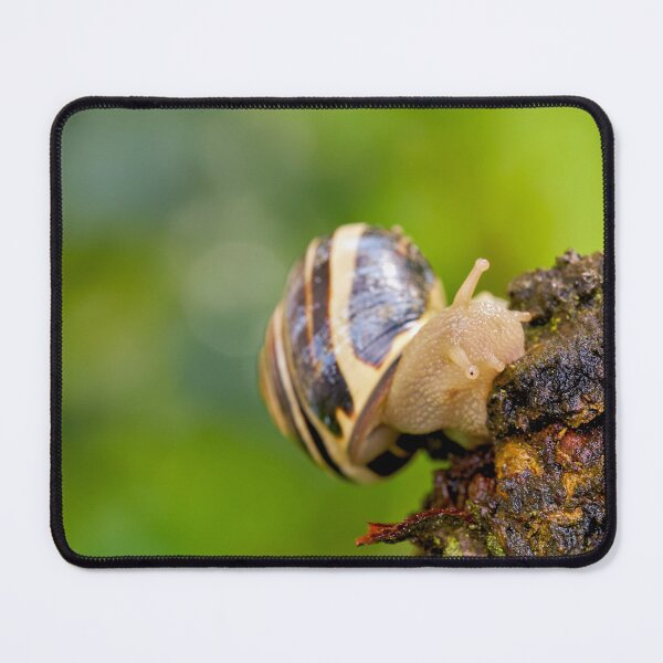 Item preview, House snail on the move designed and sold by beatbieri.ch.