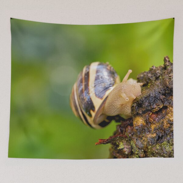Item preview, House snail on the move designed and sold by beatbieri.ch.