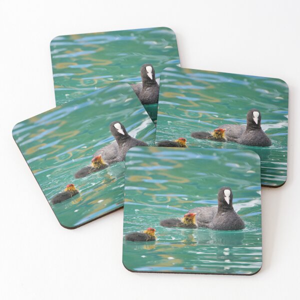 Item preview, Coot with young designed and sold by beatbieri.ch.