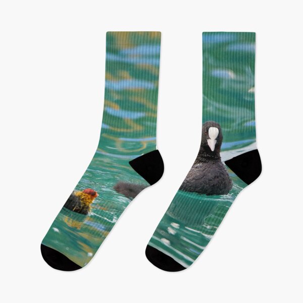 Item preview, Coot with young designed and sold by beatbieri.ch.