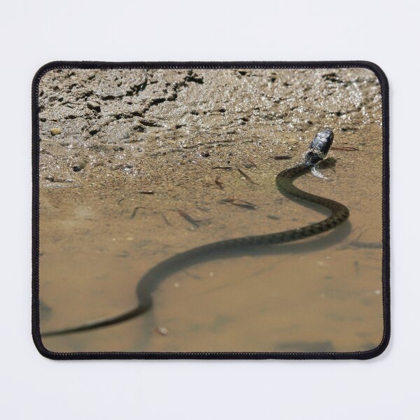 Item preview, Grass snake takes a bath designed and sold by beatbieri.ch.