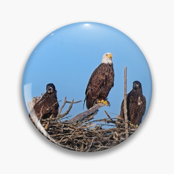 Item preview, Bald Eagle and Eaglets, UW Arboretum, Madison, WI 4 designed and sold by StevenRalserPhoto.