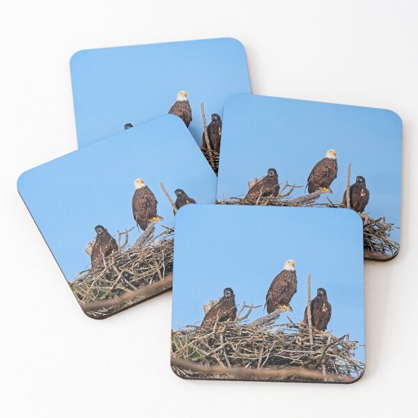 Item preview, Bald Eagle and Eaglets, UW Arboretum, Madison, WI 4 designed and sold by StevenRalserPhoto.