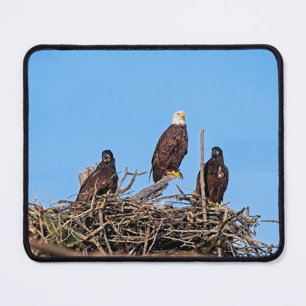 Item preview, Bald Eagle and Eaglets, UW Arboretum, Madison, WI 4 designed and sold by StevenRalserPhoto.