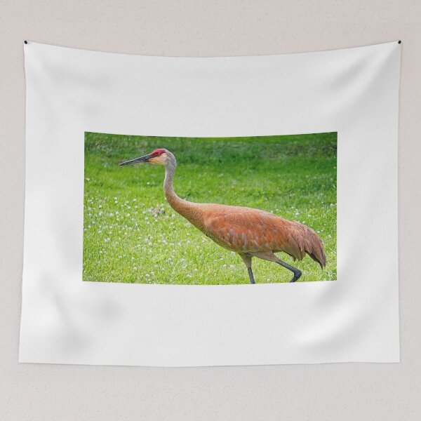 Item preview, Sandhill Crane, Wisconsin  designed and sold by StevenRalserPhoto.
