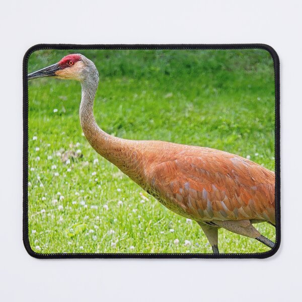 Item preview, Sandhill Crane, Wisconsin designed and sold by StevenRalserPhoto.