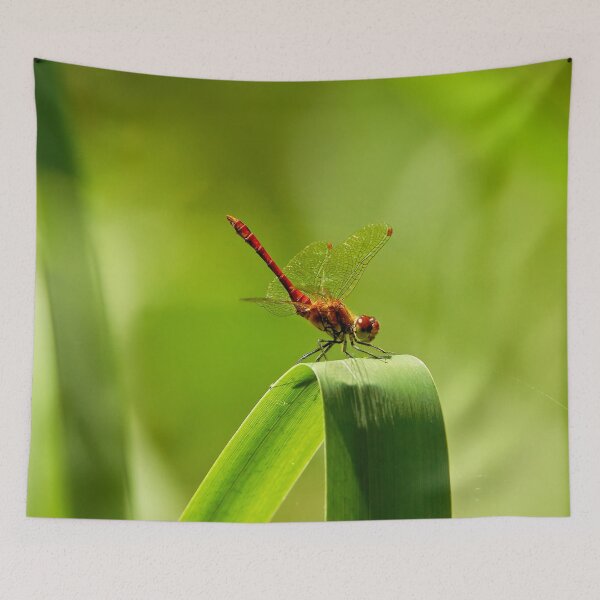 Item preview, Red dragonfly in resting pose designed and sold by beatbieri.ch.
