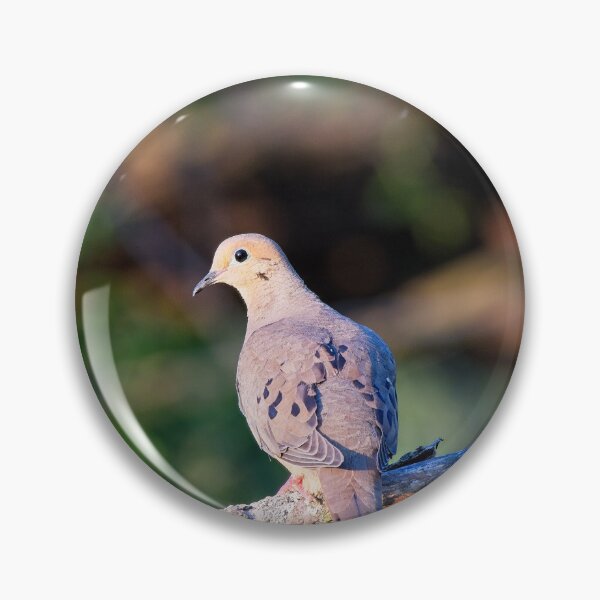 Item preview, Mourning Dove, UW Arboretum, Madison, WI designed and sold by StevenRalserPhoto.