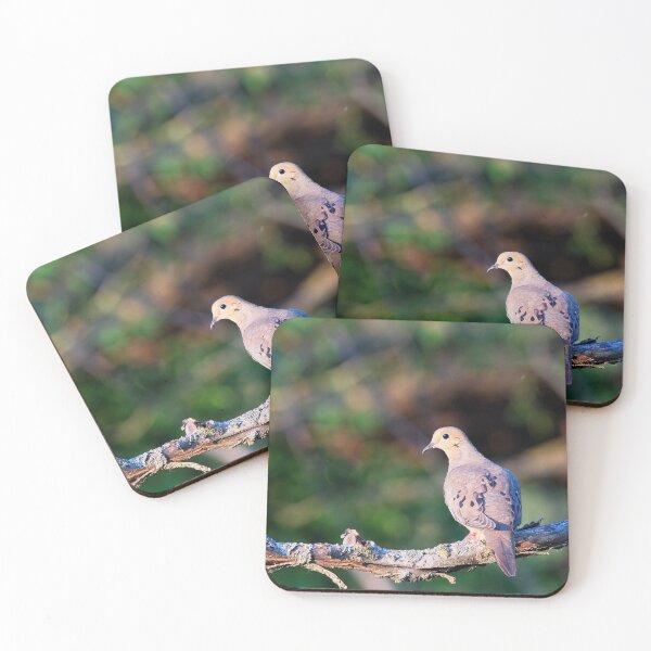 Item preview, Mourning Dove, UW Arboretum, Madison, WI designed and sold by StevenRalserPhoto.