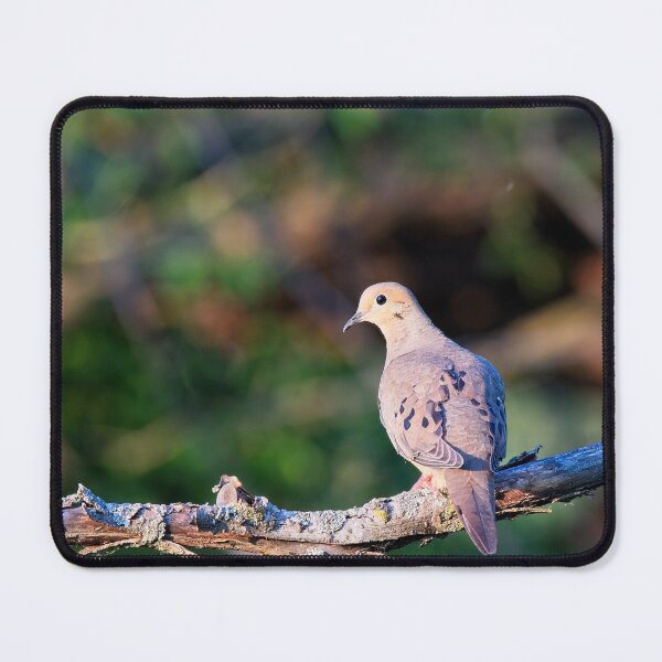 Item preview, Mourning Dove, UW Arboretum, Madison, WI designed and sold by StevenRalserPhoto.