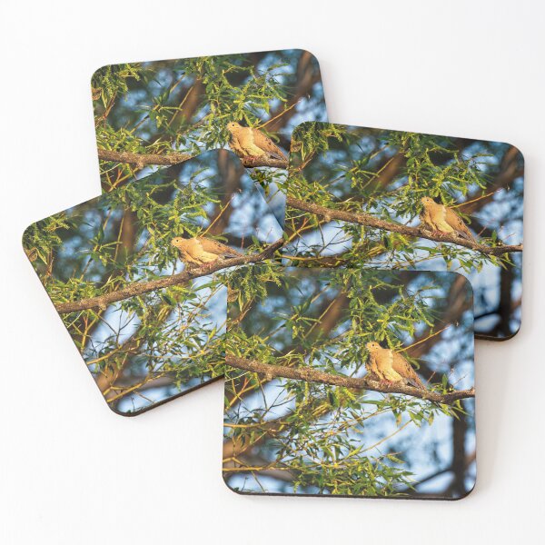 Item preview, Mourning Dove, UW Arboretum, Madison, WI 2 designed and sold by StevenRalserPhoto.