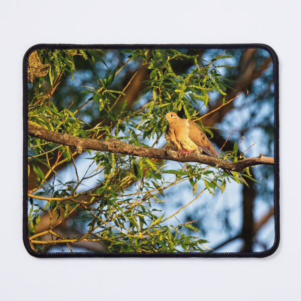 Item preview, Mourning Dove, UW Arboretum, Madison, WI 2 designed and sold by StevenRalserPhoto.