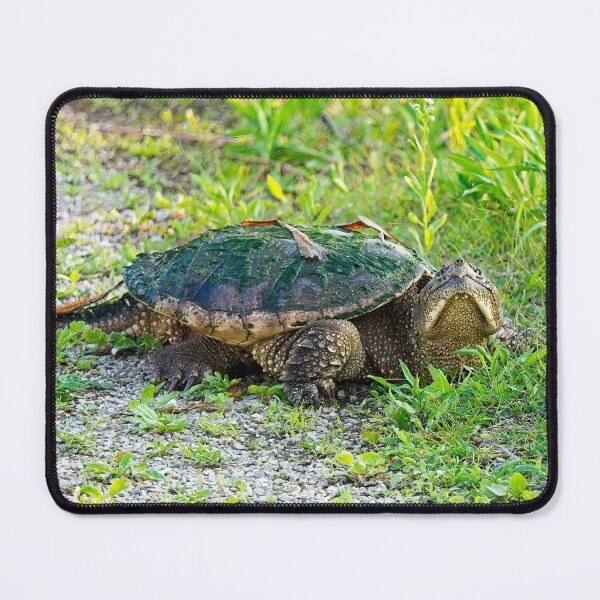 Item preview, Snapping Turtle, Madison, Wiscosnin 2 designed and sold by StevenRalserPhoto.
