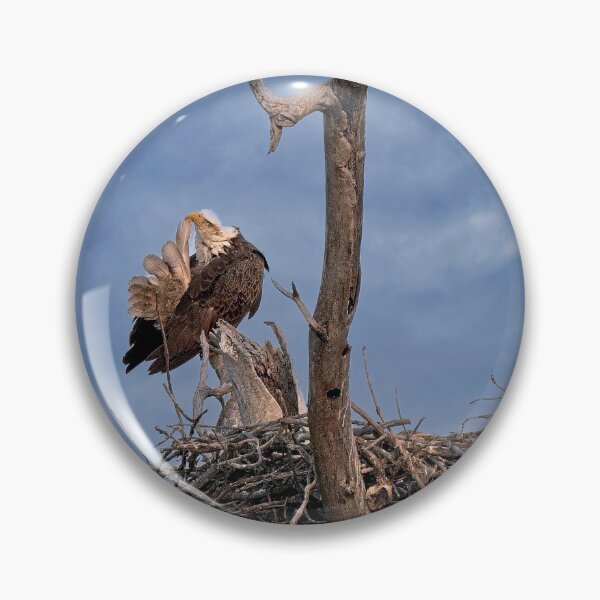 Item preview, Bald Eagle Preening, UW Arboretum, Madison, WI designed and sold by StevenRalserPhoto.