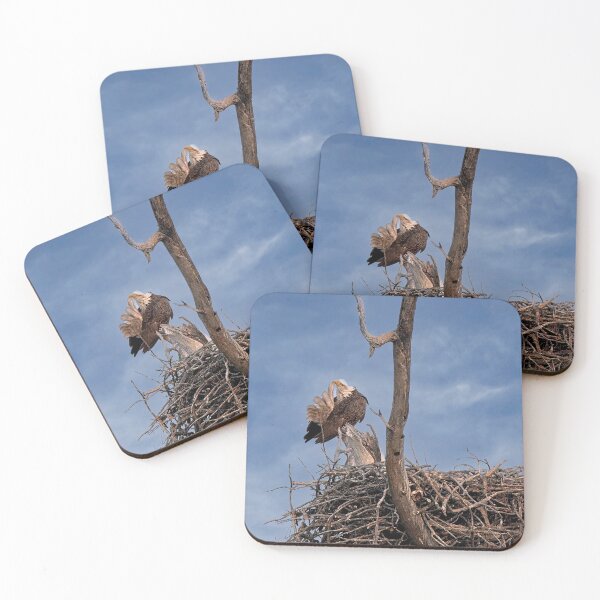 Item preview, Bald Eagle Preening, UW Arboretum, Madison, WI designed and sold by StevenRalserPhoto.