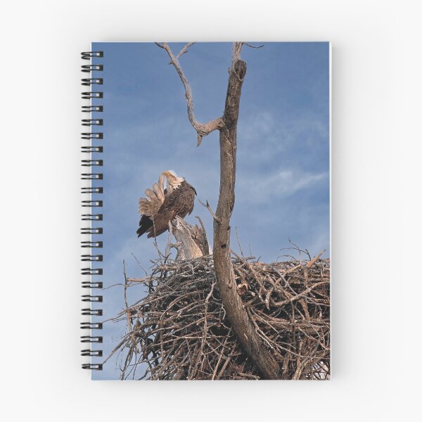 Item preview, Bald Eagle Preening, UW Arboretum, Madison, WI designed and sold by StevenRalserPhoto.