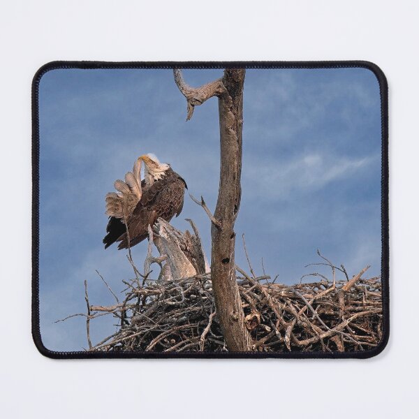 Item preview, Bald Eagle Preening, UW Arboretum, Madison, WI designed and sold by StevenRalserPhoto.