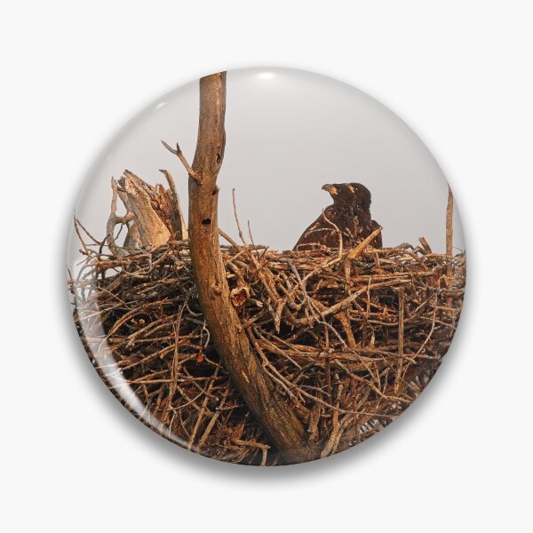 Item preview, Bald Eagle eaglets, UW Arboretum, Madison, WI. 2 designed and sold by StevenRalserPhoto.