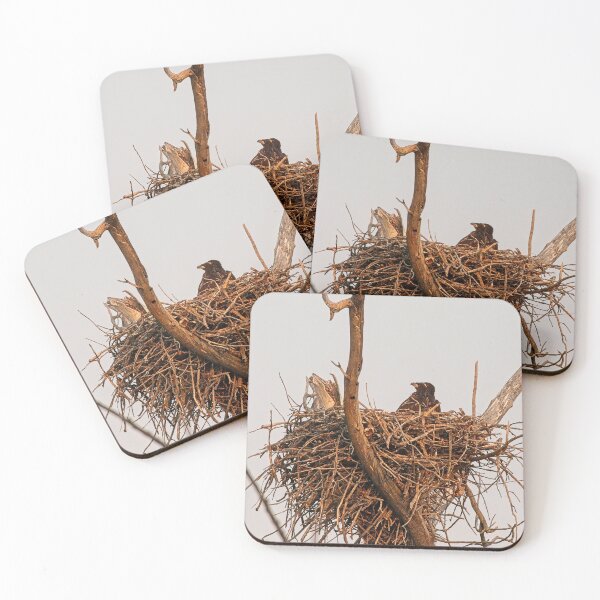 Item preview, Bald Eagle eaglets, UW Arboretum, Madison, WI. 2 designed and sold by StevenRalserPhoto.