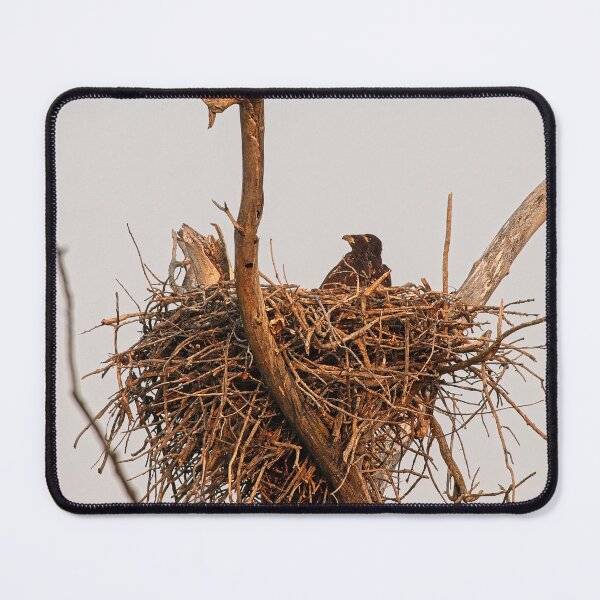 Item preview, Bald Eagle eaglets, UW Arboretum, Madison, WI. 2 designed and sold by StevenRalserPhoto.