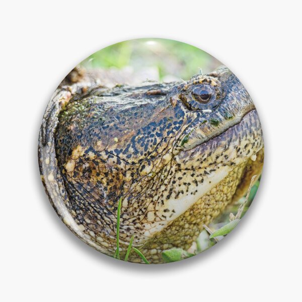 Item preview, Snapping Turtle, side portrait designed and sold by StevenRalserPhoto.