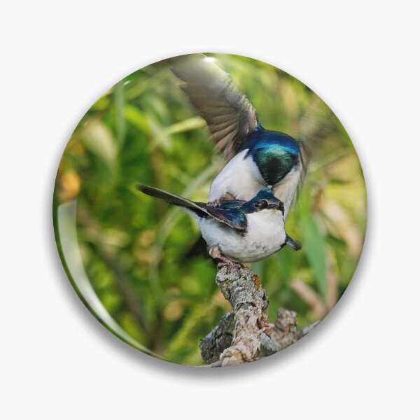 Item preview, Tree Swallows mating, Madison, Wisconsin 4 designed and sold by StevenRalserPhoto.