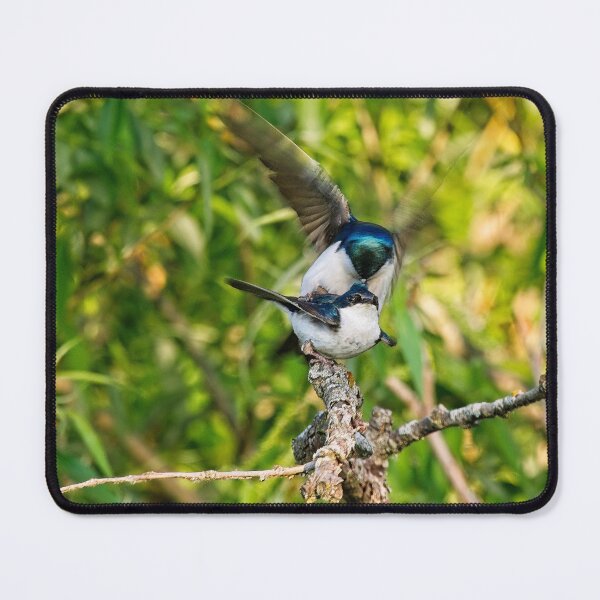Item preview, Tree Swallows mating, Madison, Wisconsin 4 designed and sold by StevenRalserPhoto.