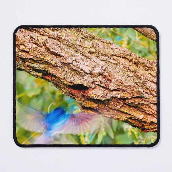 Item preview, Tree swallow flying into nest, UW Arboretum, Madison, WI. designed and sold by StevenRalserPhoto.