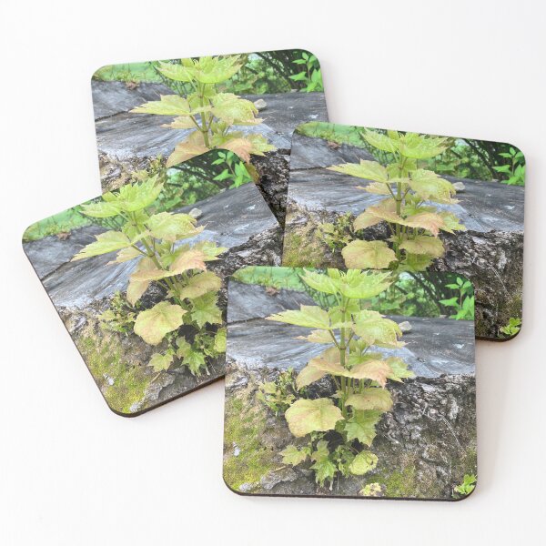 Item preview, “Undead” Maple Tree? designed and sold by Amanda1775.