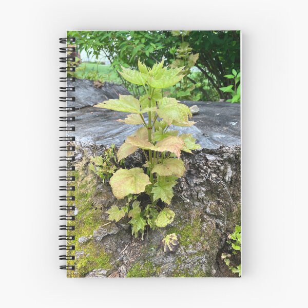 Item preview, “Undead” Maple Tree? designed and sold by Amanda1775.