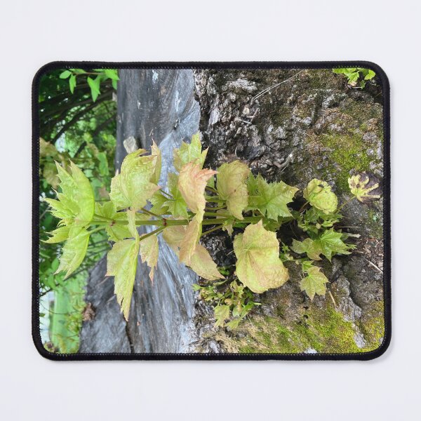 Item preview, “Undead” Maple Tree? designed and sold by Amanda1775.