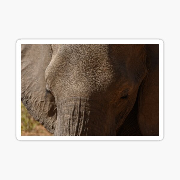 Item preview, Close up elephant's eyelashes designed and sold by ThatsSoLlama.