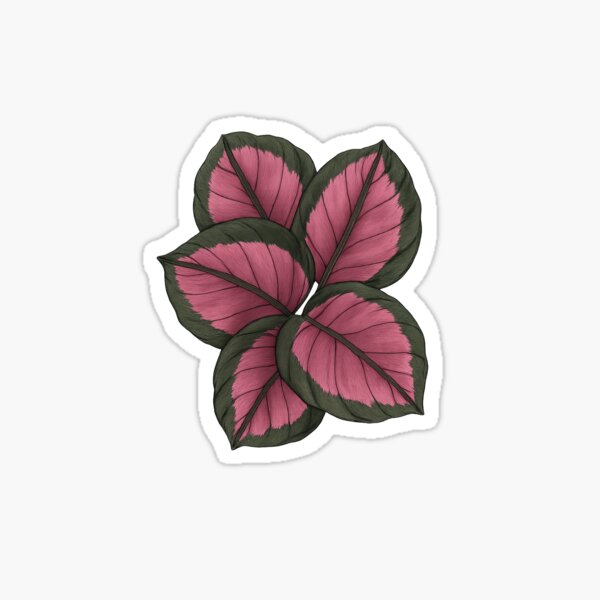 Item preview, Calathea Roseopicta Dottie Leaf Cluster | Watercolor Botanical Art | Trendy Plant Illustration designed and sold by ClementineVera.