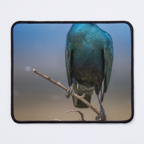 Item preview, Blue Eared Starling Masai Mara Kenya designed and sold by PhotoArt by Joan Carroll.