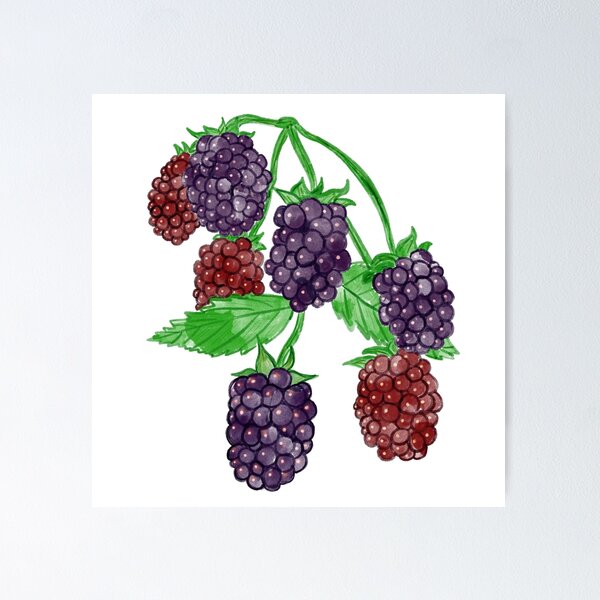 Item preview, Blackberries Branch designed and sold by briannaderro.