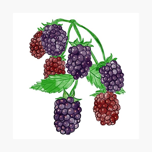Item preview, Blackberries Branch designed and sold by briannaderro.
