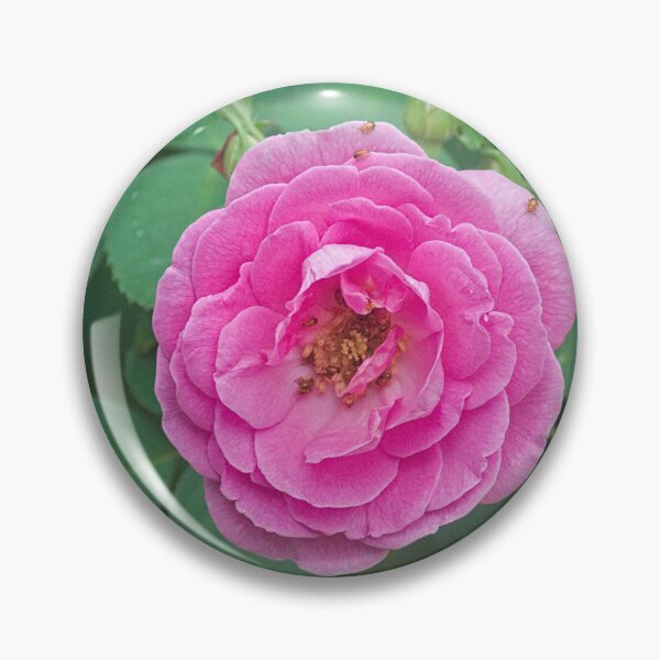 Item preview, Hlk pink rose designed and sold by pcfyi.