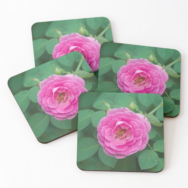Item preview, Hlk pink rose designed and sold by pcfyi.
