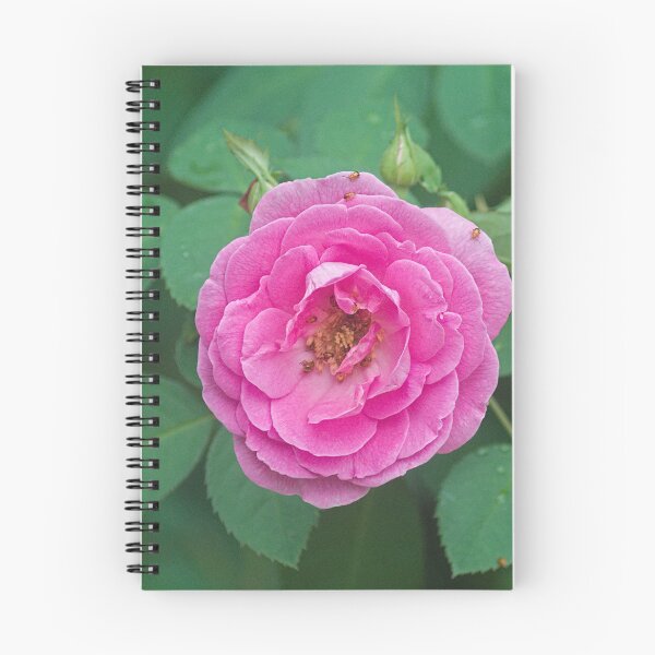 Item preview, Hlk pink rose designed and sold by pcfyi.