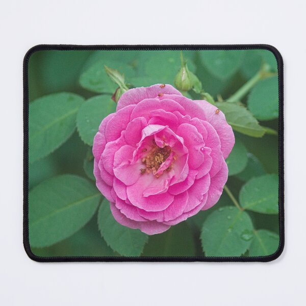 Item preview, Hlk pink rose designed and sold by pcfyi.